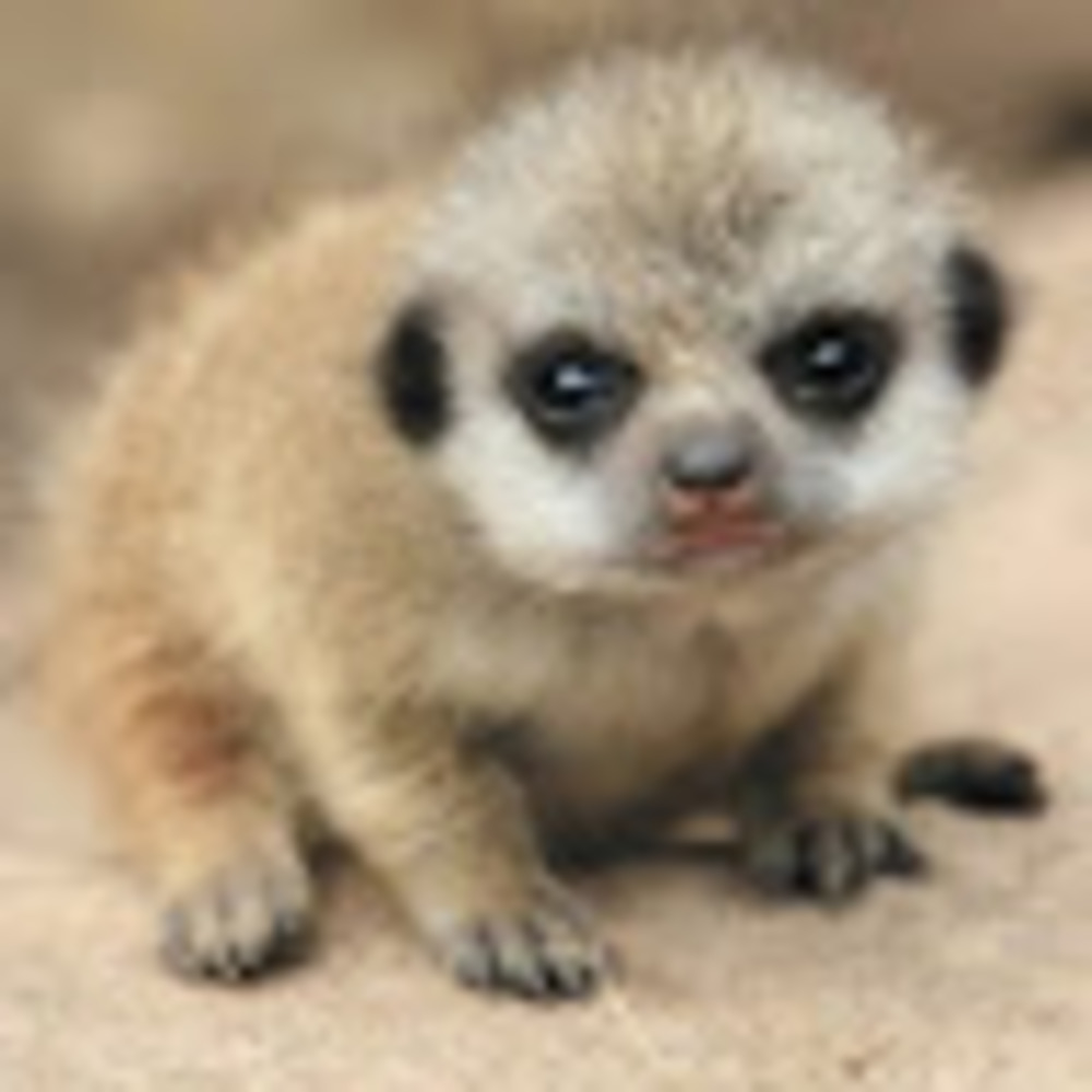 Meet your Posher, Sumi